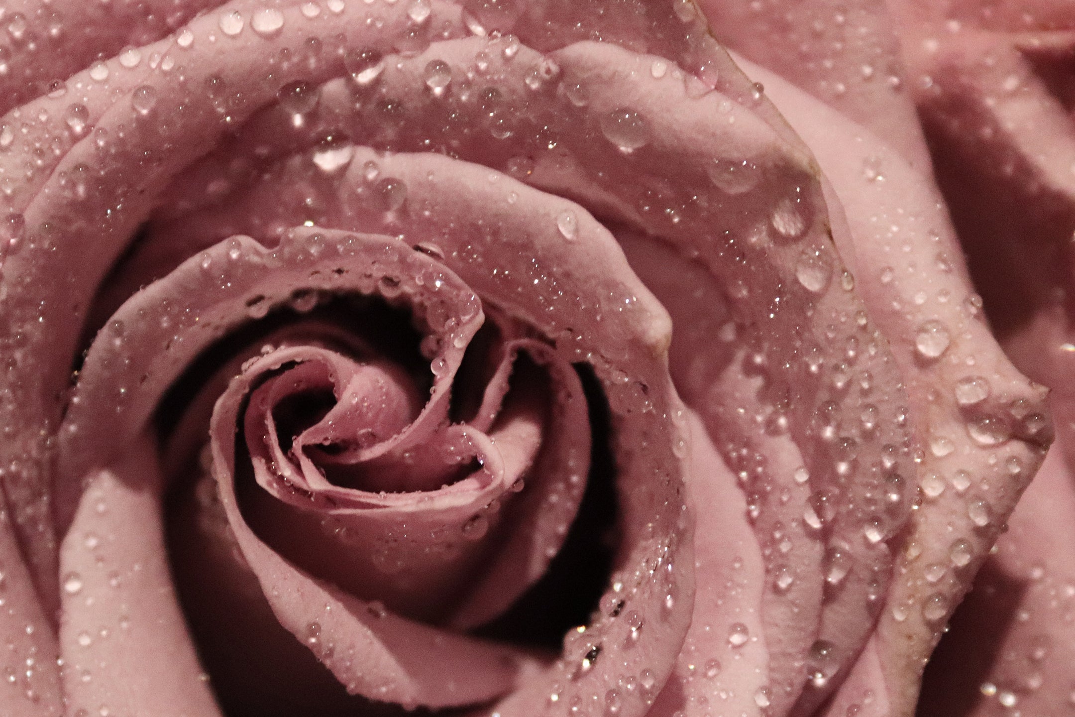 Discover The Astonishing Health And Beauty Benefits Of Rose