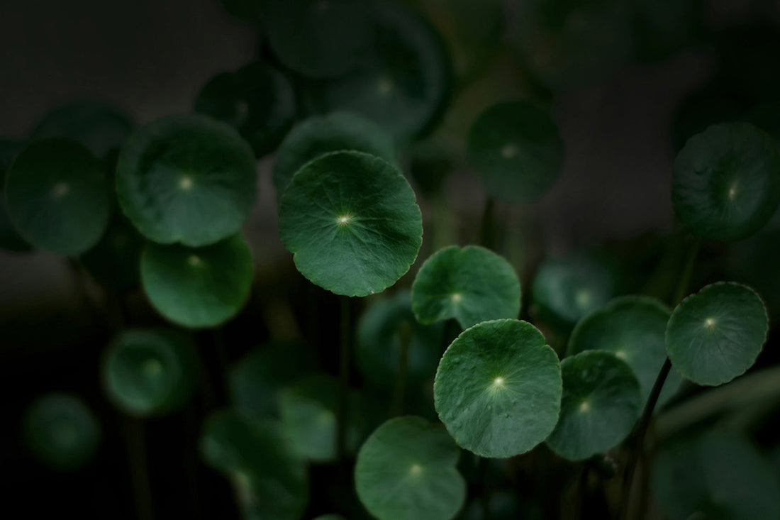 Spotlight on Our Indian Ingredients: Gotu Kola