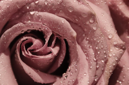 Rose - Key ingredients rose lightweight eye cream