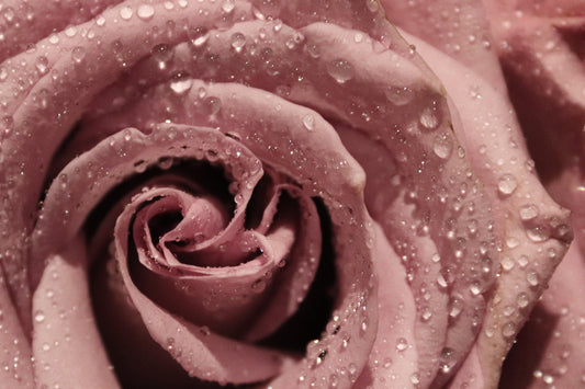 Spotlight on our Indian Ingredient: Rose, The Eternal Symbol of Beauty and Love