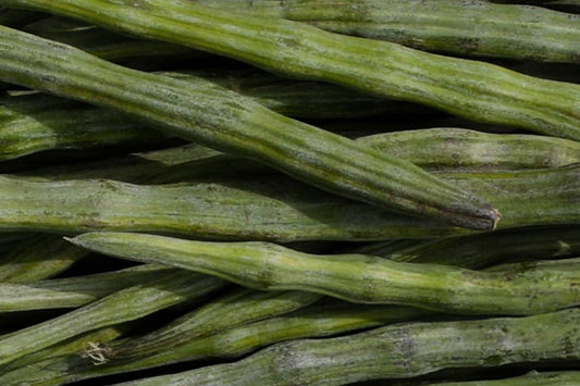Spotlight on our Indian Ingredients: Moringa